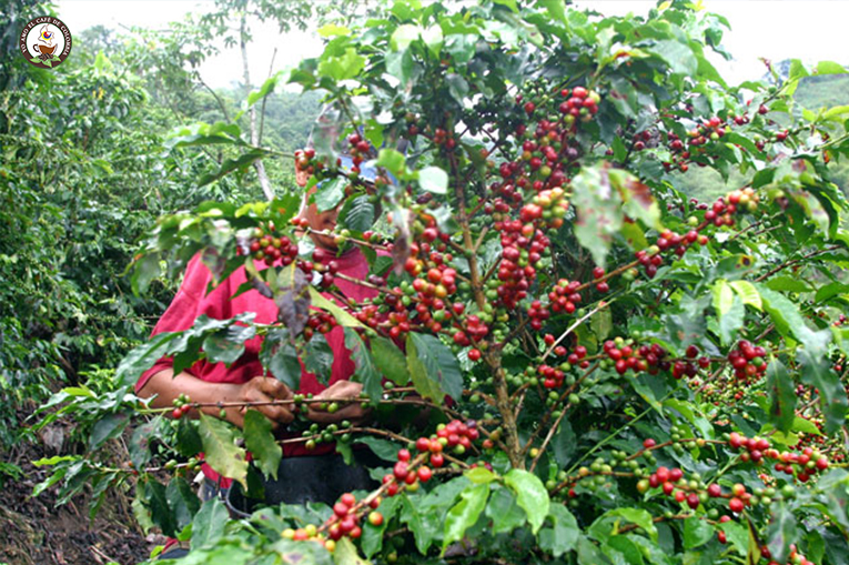 Cafe de Risaralda