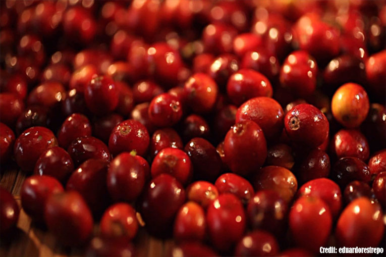 Huila sigue siendo líder en la producción cafetera de Colombia