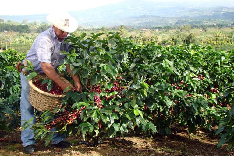 Exportación de café de costa rica con tendencia positiva en el mercado - |  Coffee Media ✔️