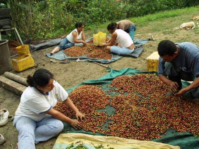 afé en Manabí Ecuador