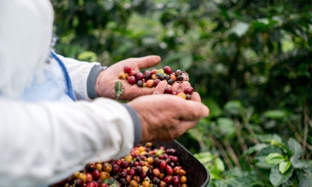El fin del café: ¿Podría Australia salvar los cultivos de café?