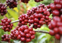 Por 10.005 dólares el kilo fue vendido un café Geisha en Panamá
