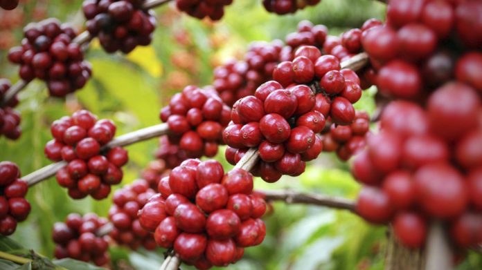Café Geisha panameño