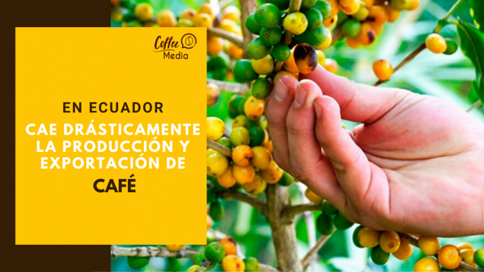 CAFÉ DE ECUADOR