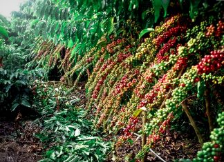 Colombia comenzará a sembrar café robusta