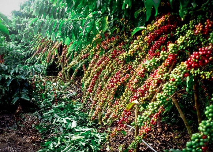 Café Robusta