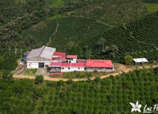 Finca Las Flores, orgullo del Huila y referente del café colombiano a nivel mundial